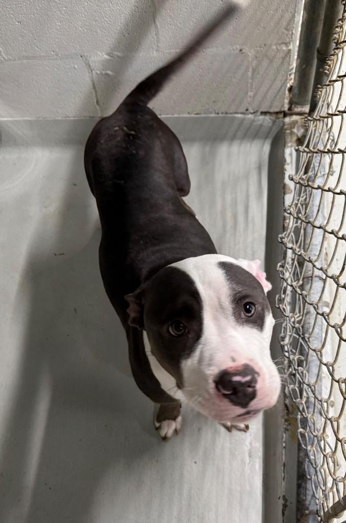 Turkey, Adoptable, Adult Female Staffordshire Bull Terrier & Mixed Breed.