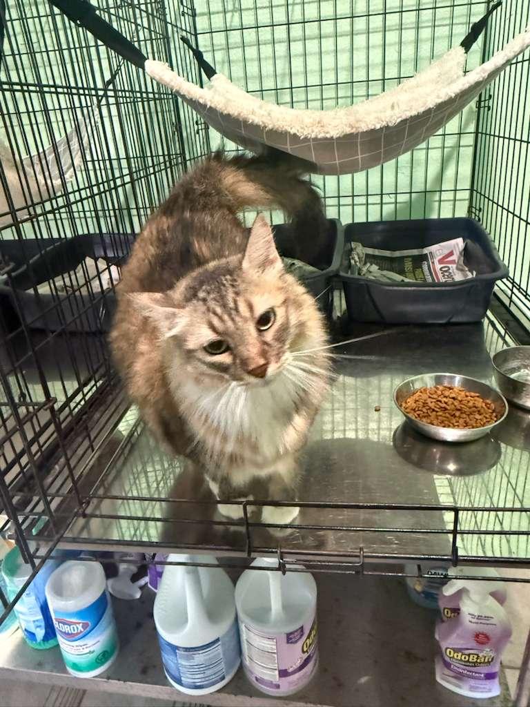 Cali, an adoption pending Domestic Long Hair in New York, NY image 3/6