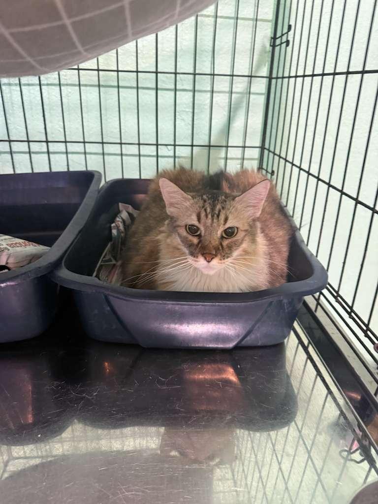 Cali, an adoption pending Domestic Long Hair in New York, NY image 4/6