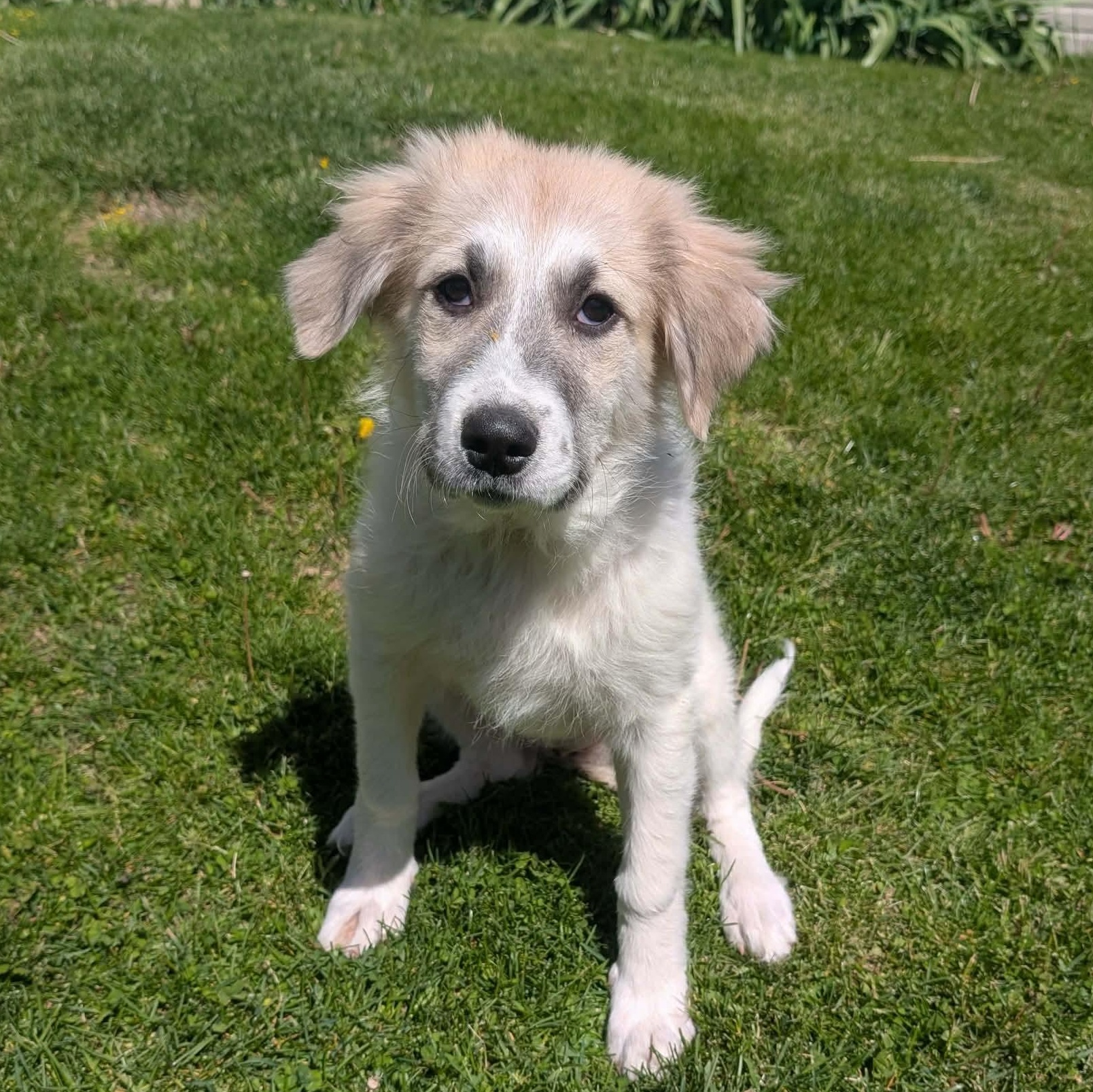 Windy, a ADOPTABLE mixed breed in Hindsboro, IL image 1/2