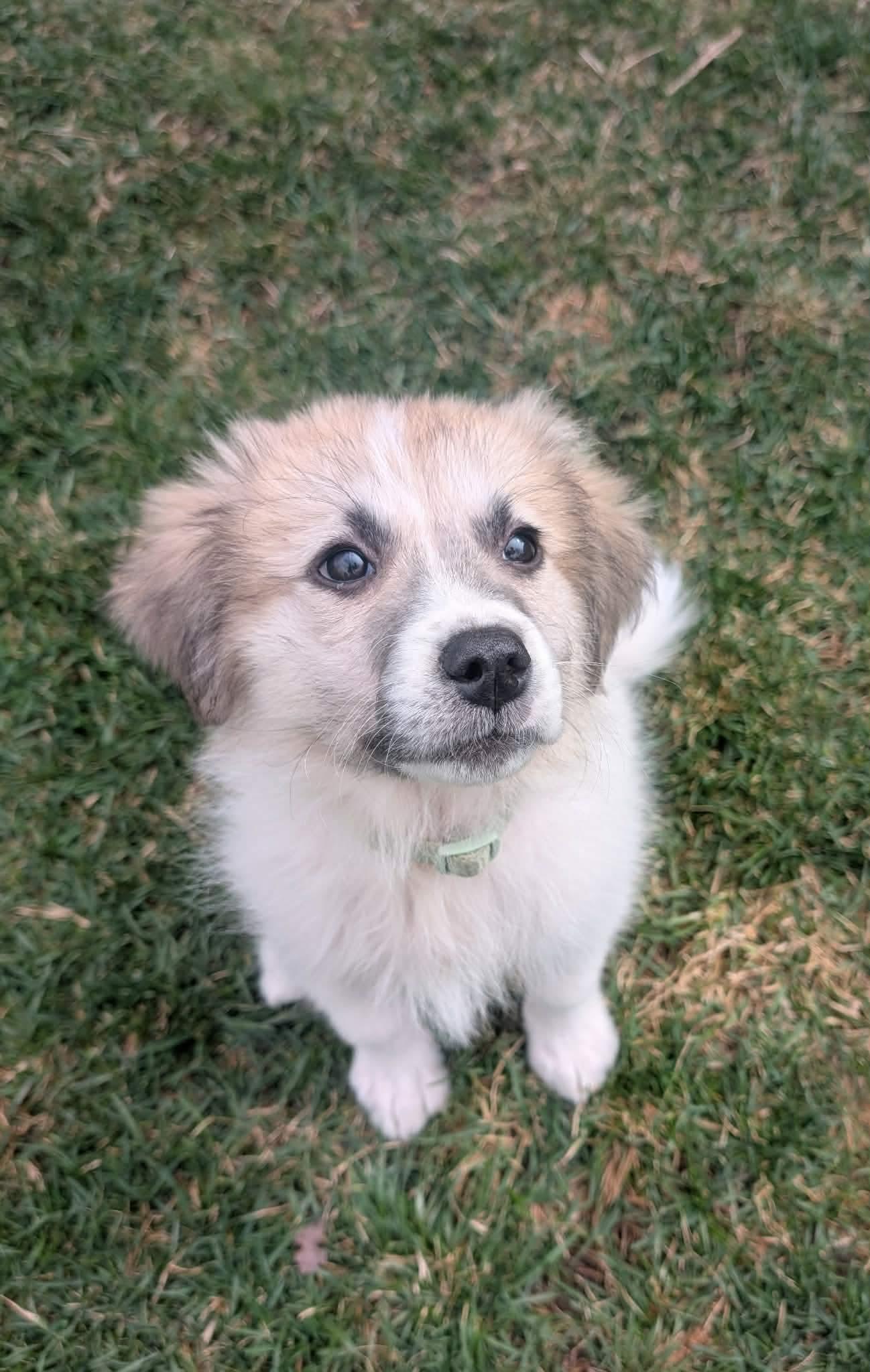 Windy, ADOPTABLE, Puppy Female Great Pyrenees.