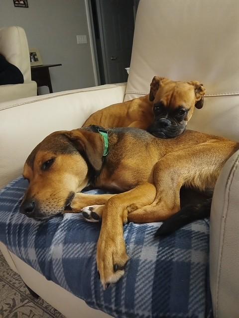 Enlarge Barry Manilow, a Adoptable mixed breed in Brookfield, WI image 1/6