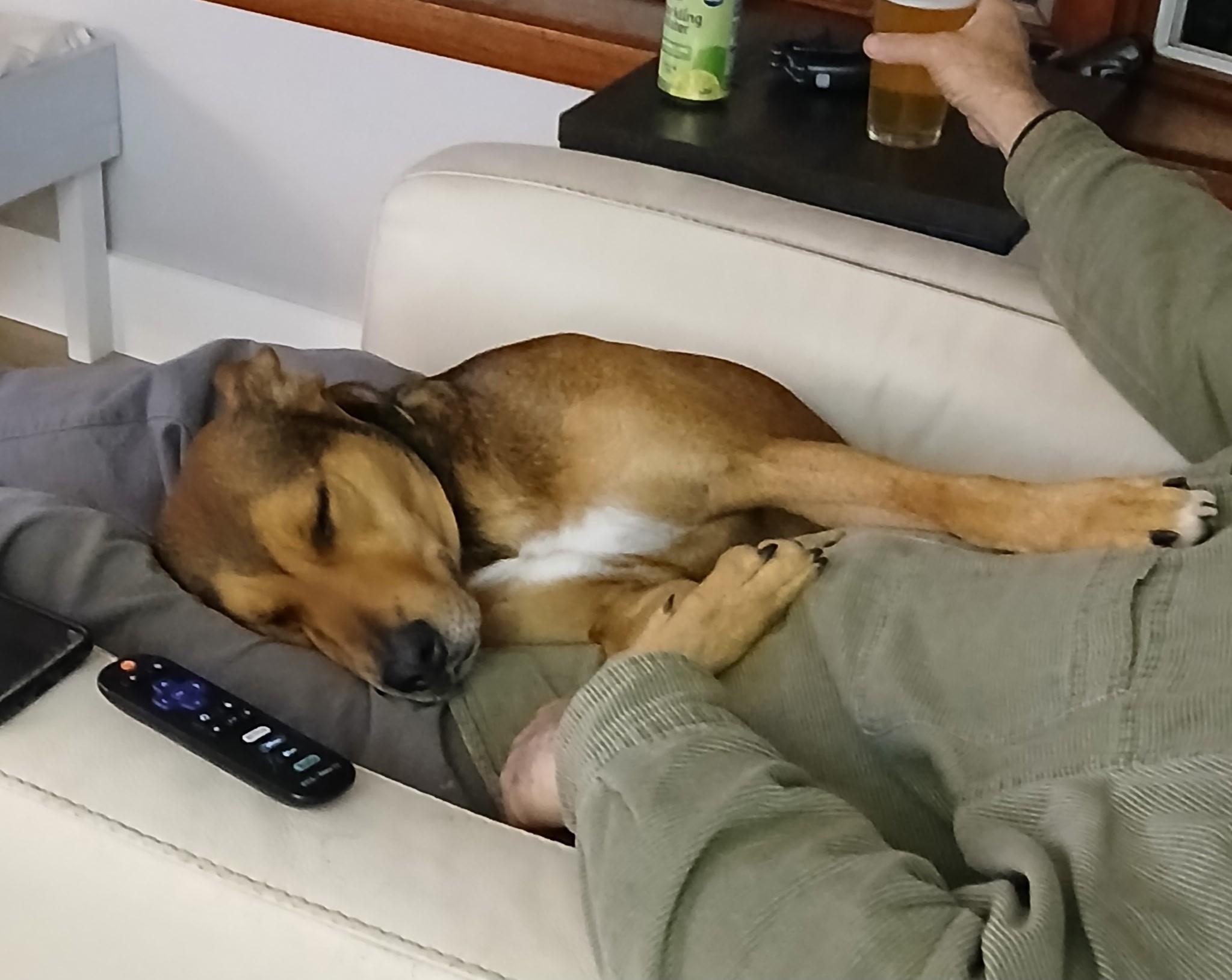 Enlarge Barry Manilow, a Adoptable mixed breed in Brookfield, WI image 3/6