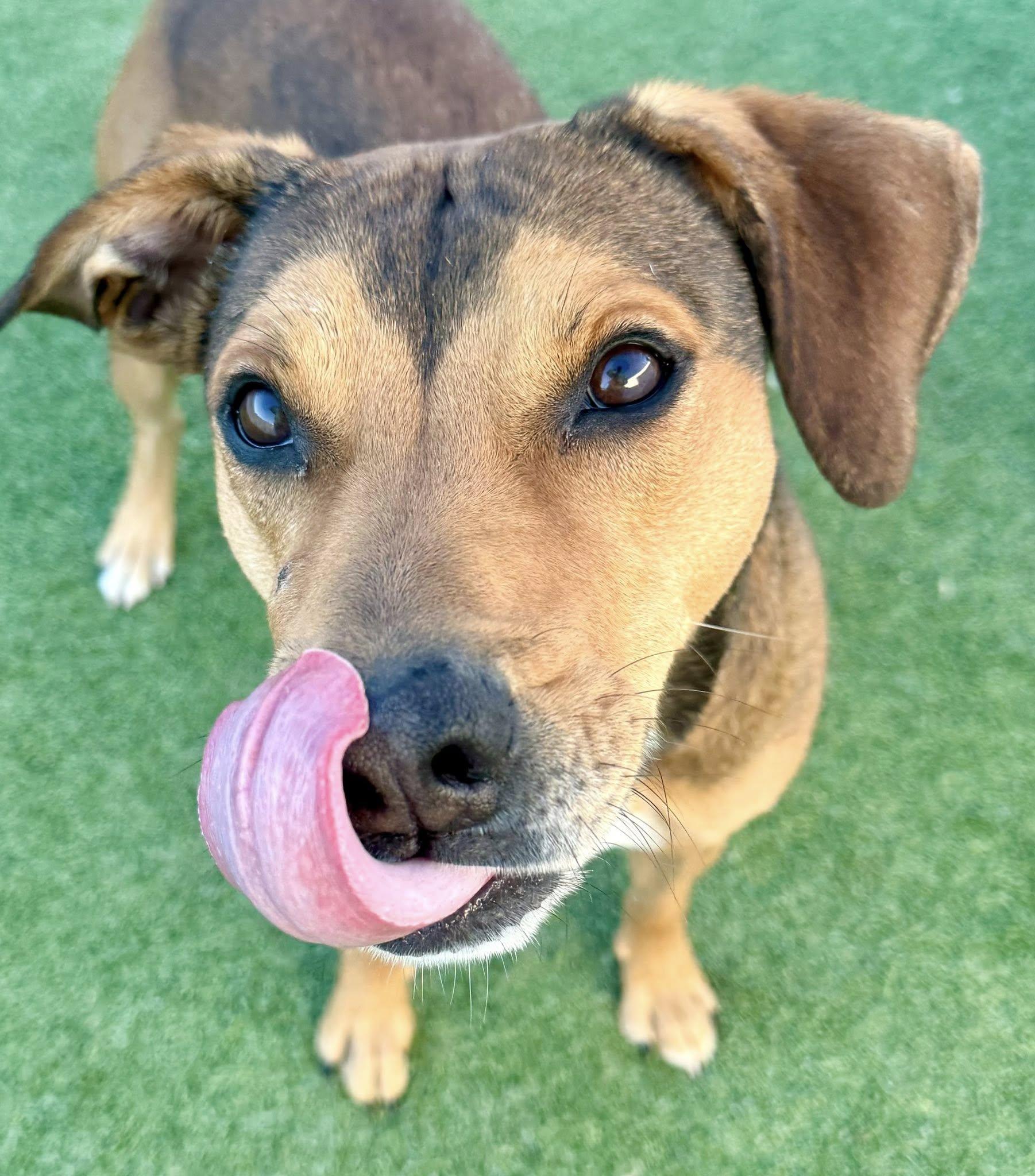 Enlarge Barry Manilow, a Adoptable mixed breed in Brookfield, WI image 4/6