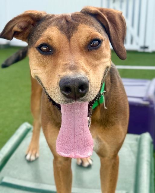 Enlarge Barry Manilow, a Adoptable mixed breed in Brookfield, WI image 5/6