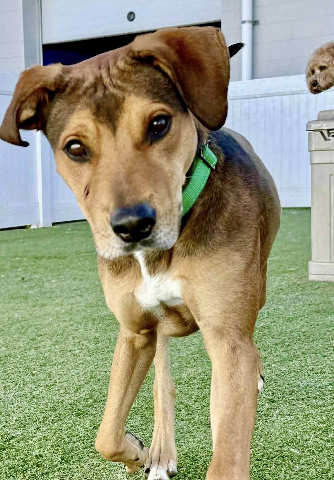 Enlarge Barry Manilow, a Adoptable mixed breed in Brookfield, WI image 6/6