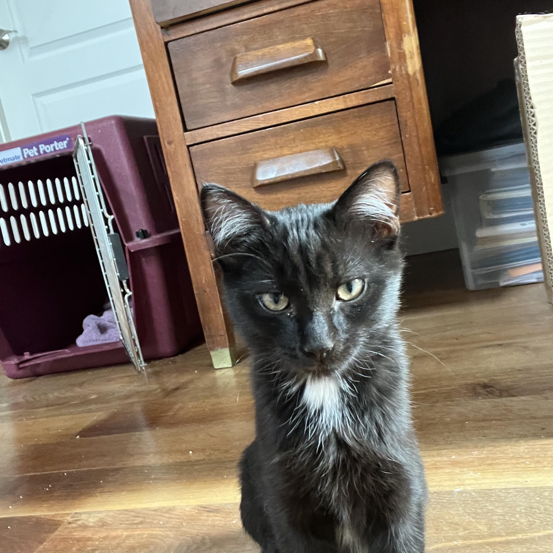 Tux, an adoptable Domestic Short Hair in Missoula, MT, 59804 | Photo Image 1