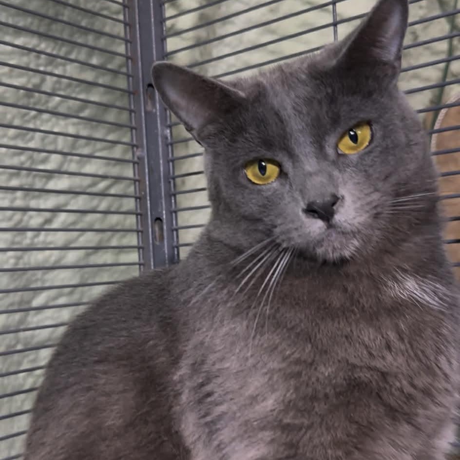 SIMON, a Adoptable Domestic Short Hair in Tillsonburg, ON image 2/6
