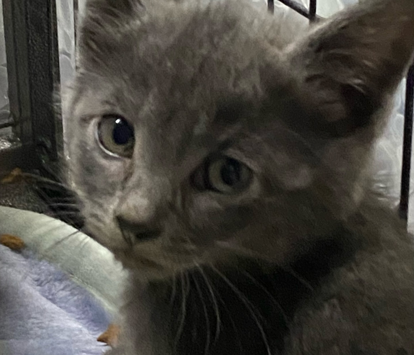 SIMON, Adoptable, Young Male Domestic Short Hair.