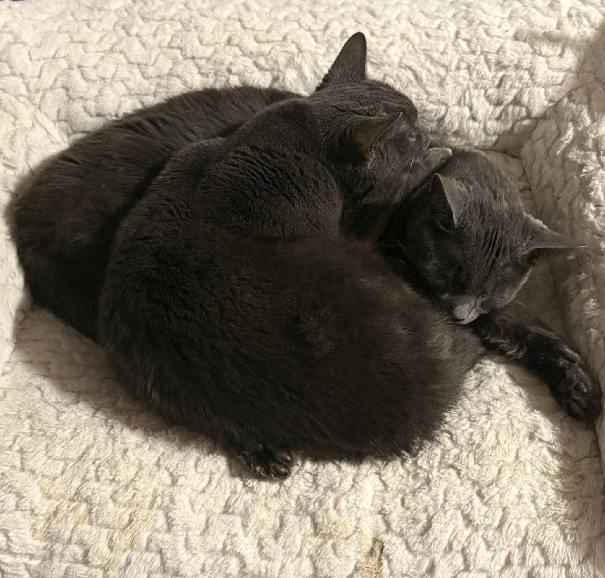 Enlarge SIMON , a Adoptable Domestic Short Hair in Tillsonburg, ON image 6/6