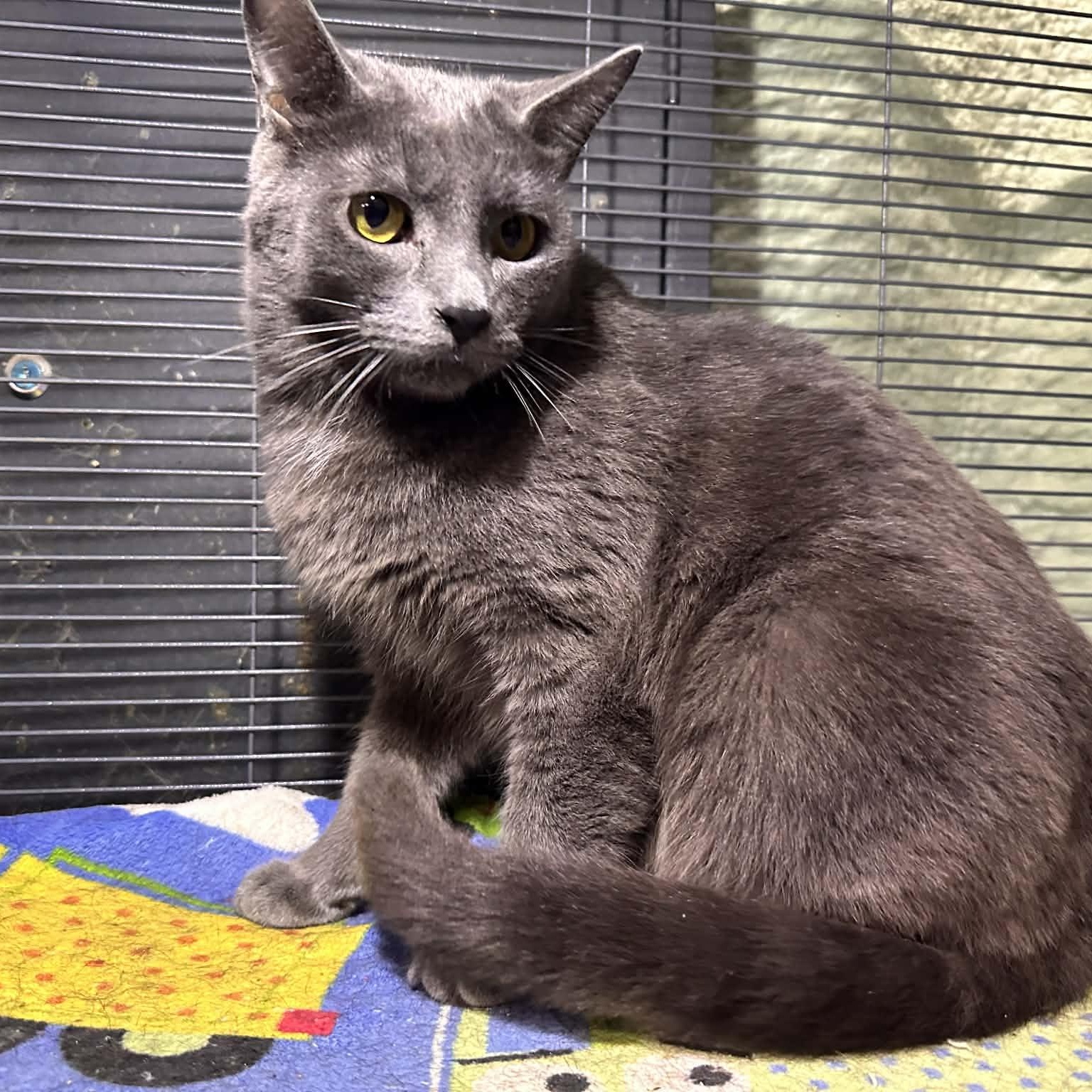 SIMON, a Adoptable Domestic Short Hair in Tillsonburg, ON image 3/6