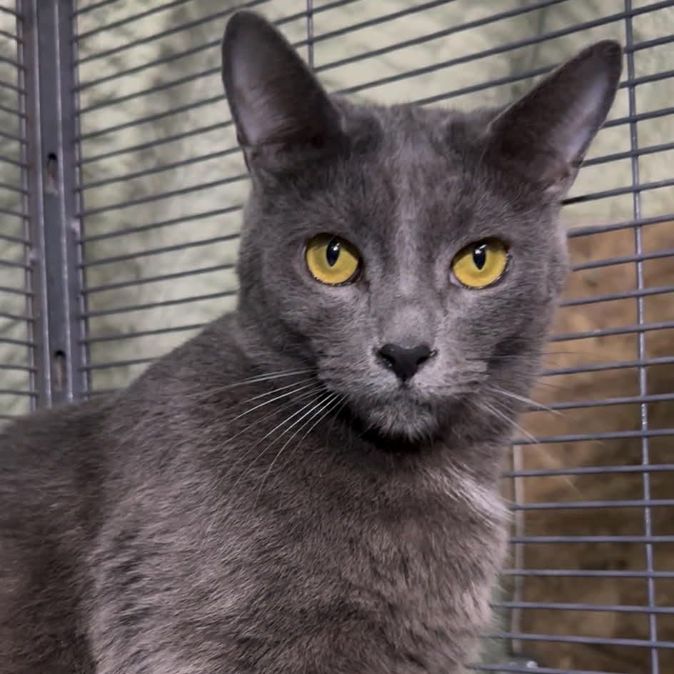 SIMON, a Adoptable Domestic Short Hair in Tillsonburg, ON image 1/6