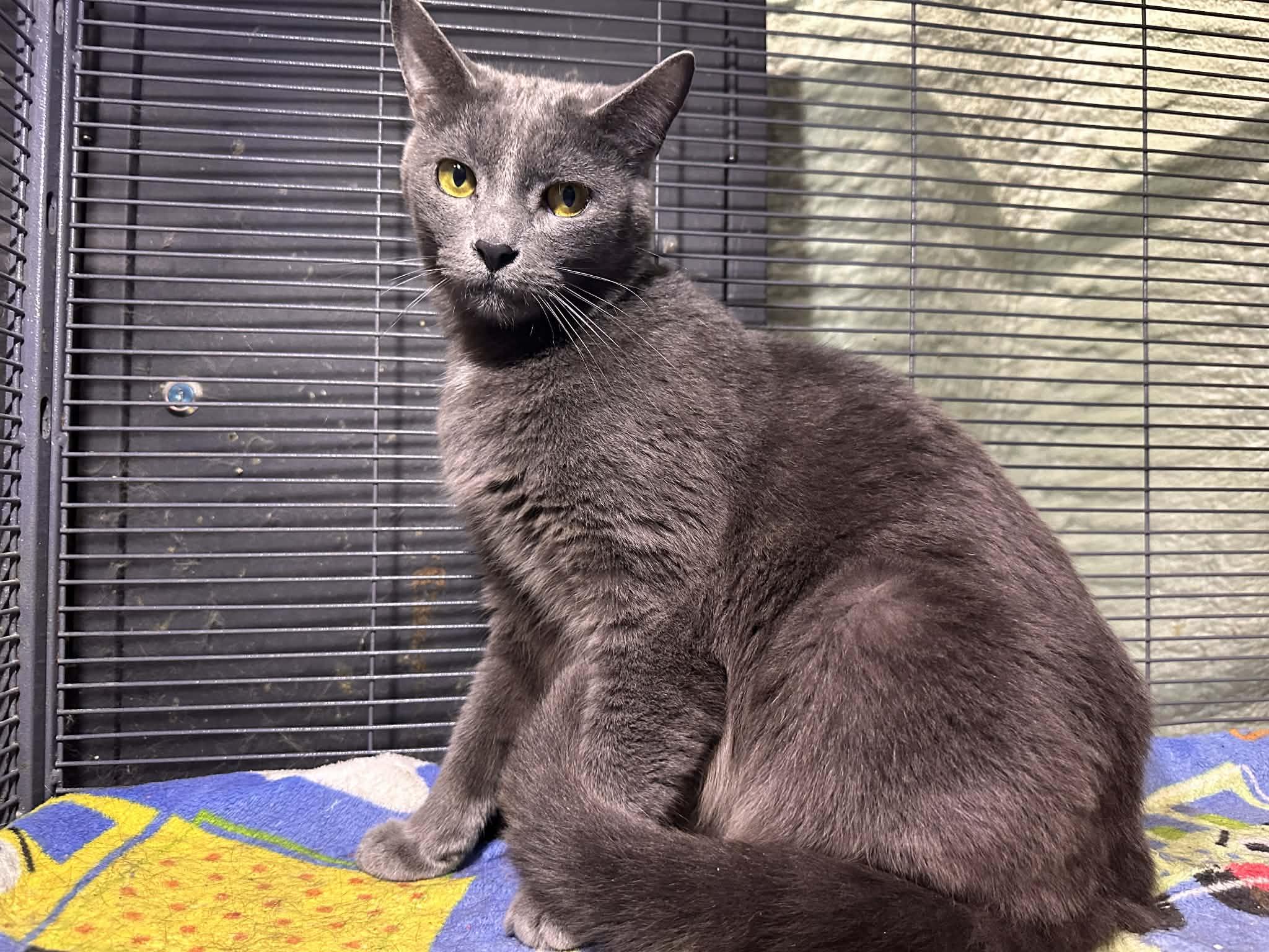 SIMON, a Adoptable Domestic Short Hair in Tillsonburg, ON image 4/6