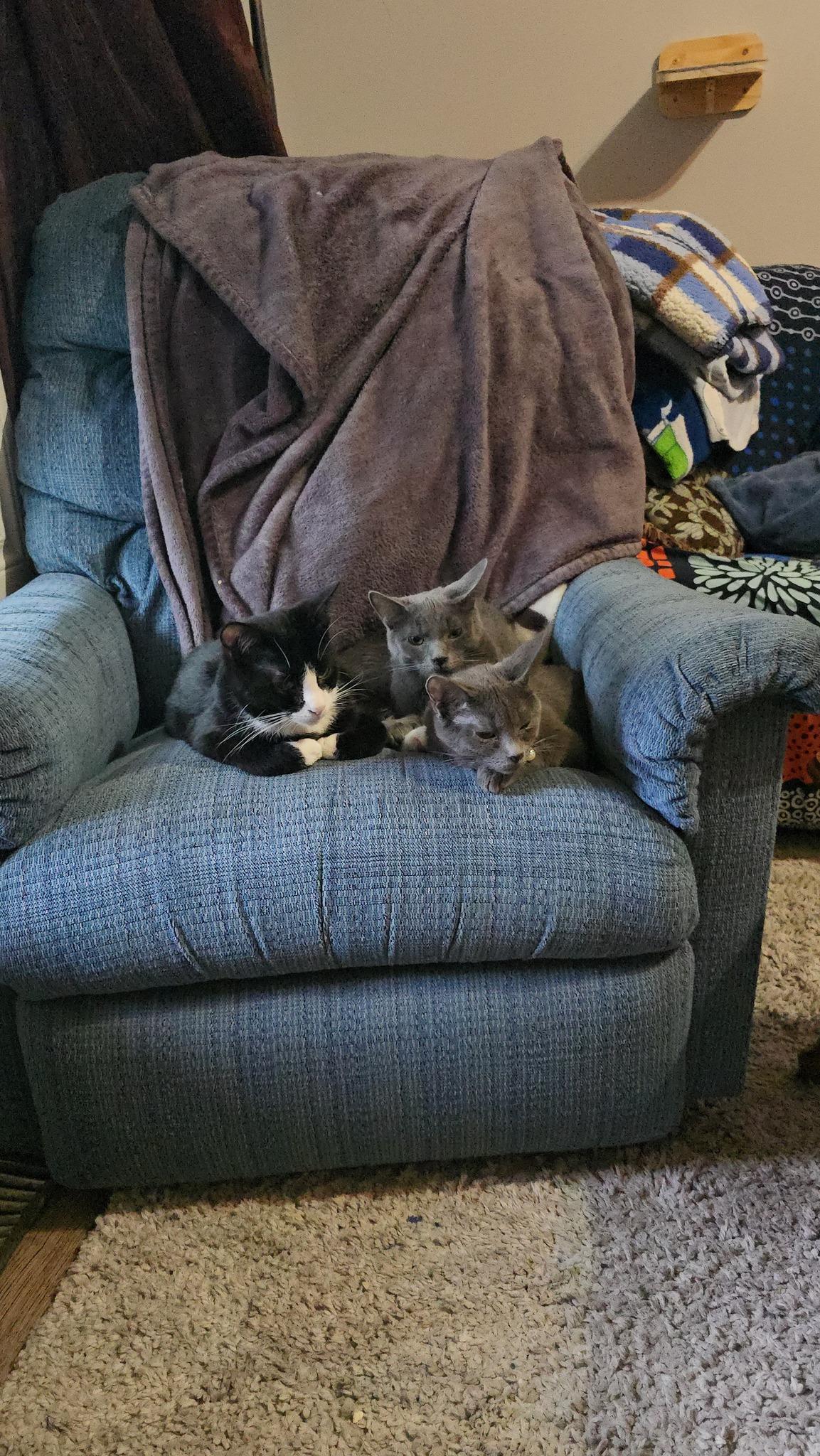 SIMON, a Adoptable Domestic Short Hair in Tillsonburg, ON image 4/6