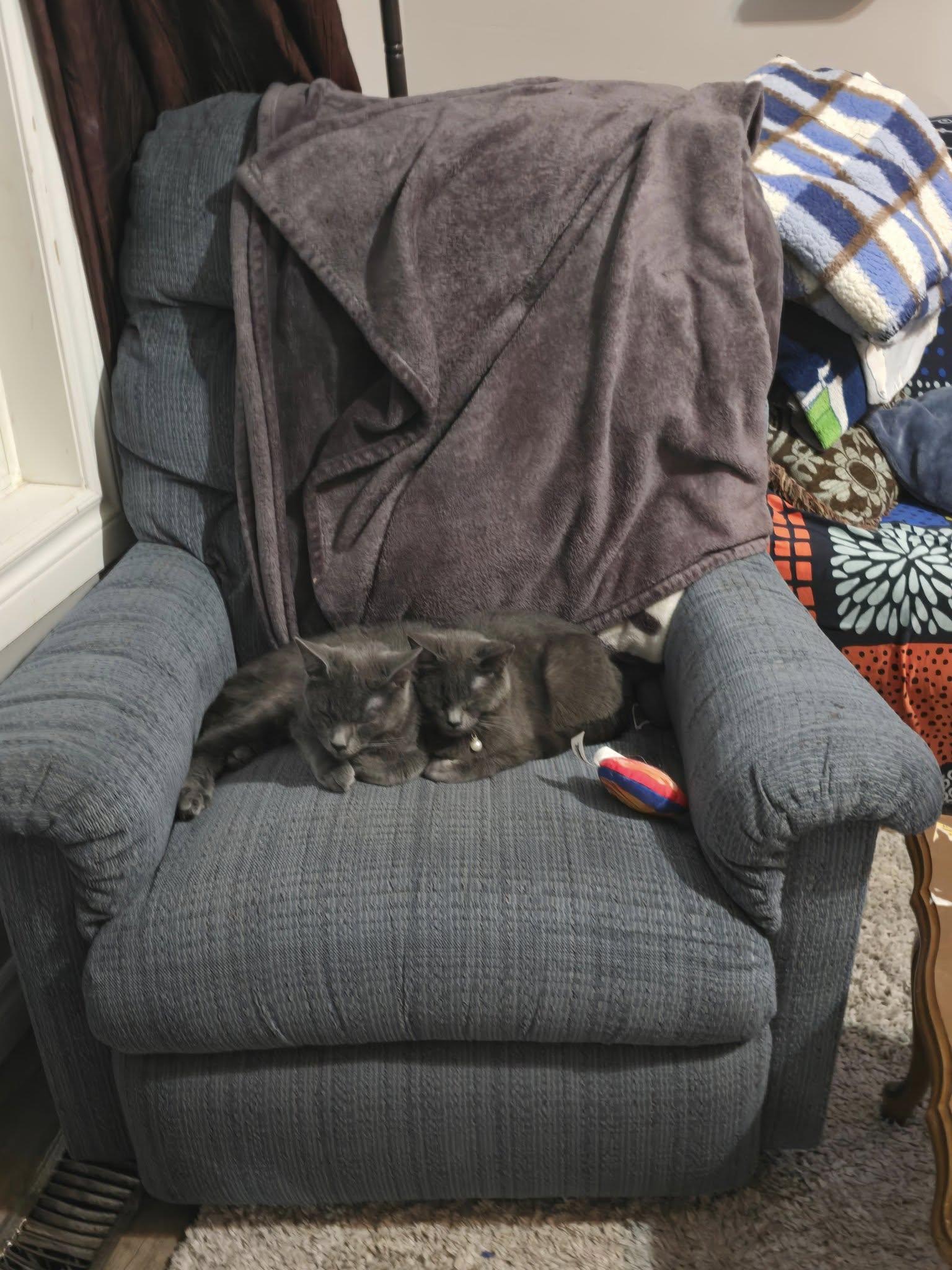 SIMON, a Adoptable Domestic Short Hair in Tillsonburg, ON image 5/6