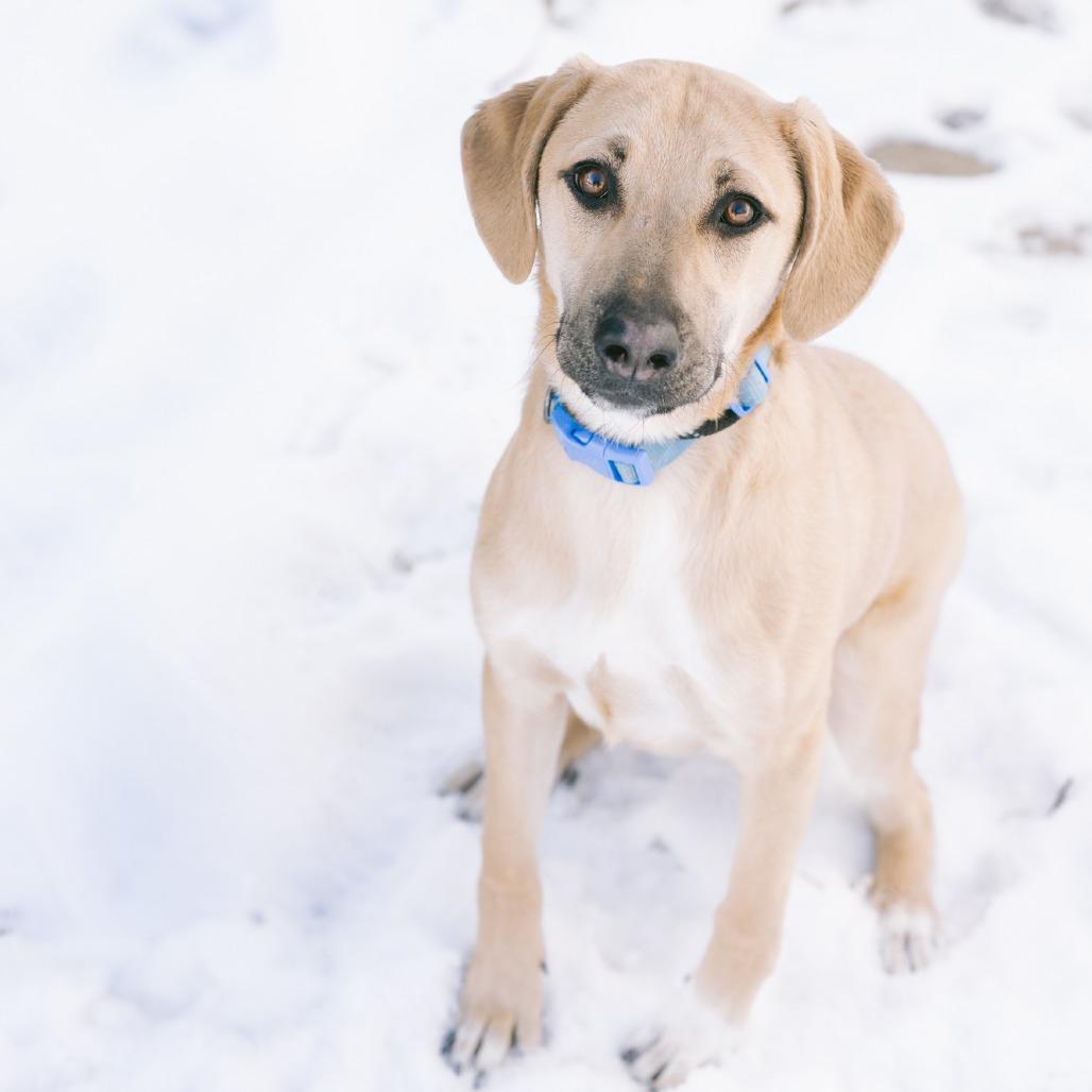 Enlarge Bart, a ADOPTABLE mixed breed in Zionsville, IN image 1/1