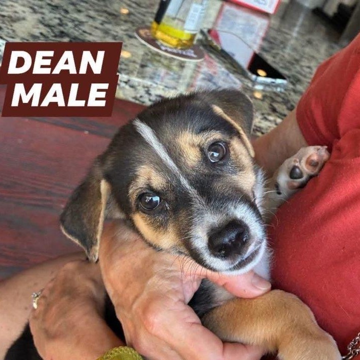 Dean, Adoptable, Puppy Male German Shepherd Dog & Golden Retriever.
