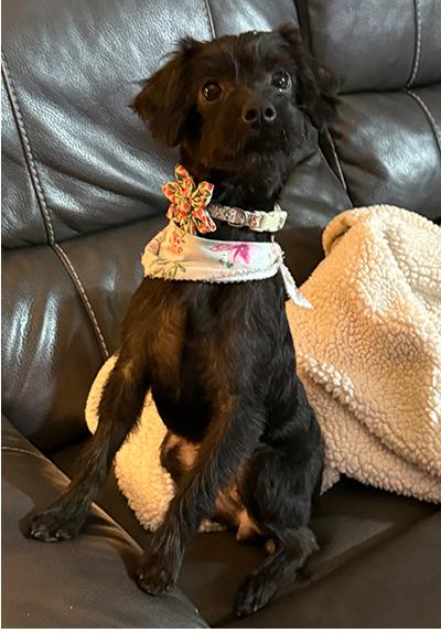 Winnie, a Adoptable mixed breed in Miamisburg, OH image 3/5