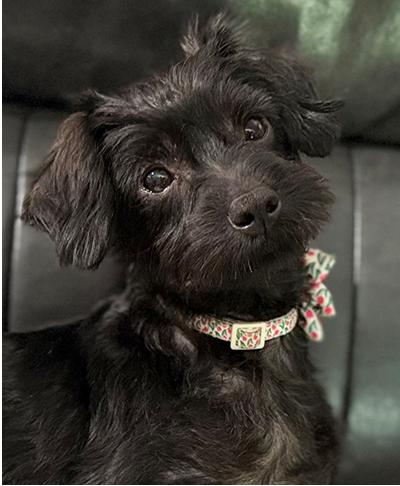 Winnie, a Adoptable mixed breed in Miamisburg, OH image 1/5