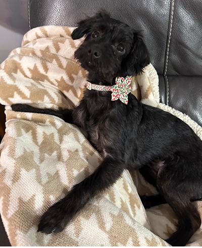 Winnie, a Adoptable mixed breed in Miamisburg, OH image 4/5