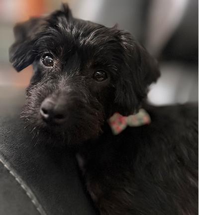 Winnie, a Adoptable mixed breed in Miamisburg, OH image 2/5