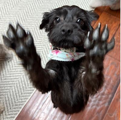 Winnie, a Adoptable mixed breed in Miamisburg, OH image 5/5