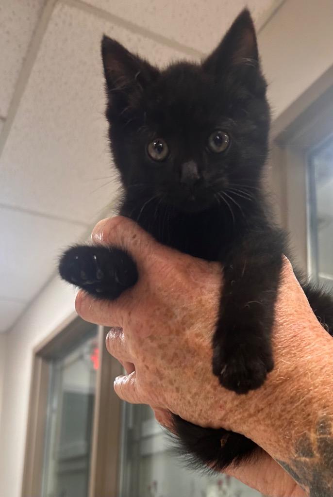 Lucky Lou, Adopted, Kitten Male American Shorthair.