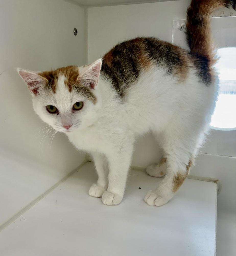 Enlarge Mango ~ Available at PetSmart Warsaw, IN!!, a Adoptable Domestic Short Hair in Rochester, IN image 1/1