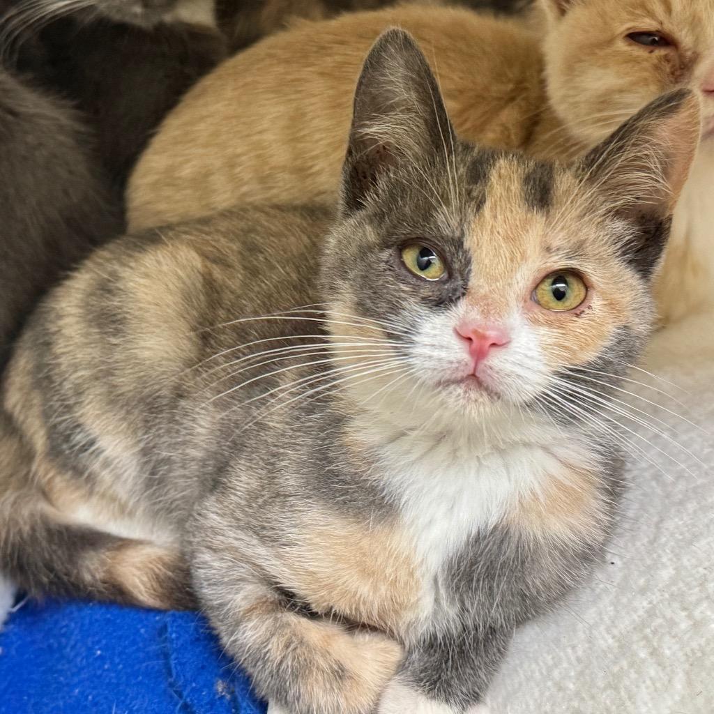 Enlarge Rina, a Adoptable mixed breed in Cambria, CA image 1/1