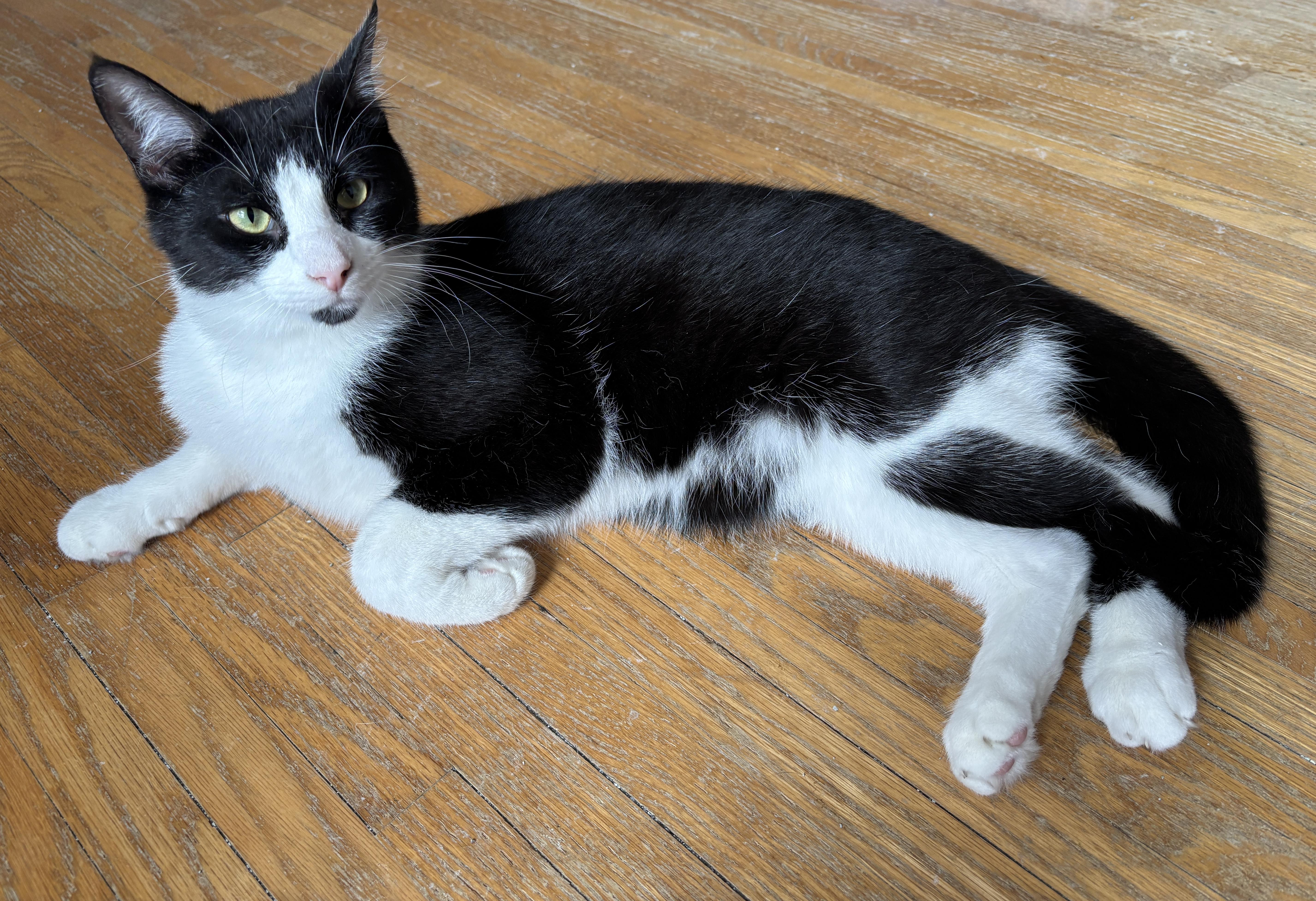 Enlarge ATLAS, a ADOPTABLE Tuxedo in Shakespeare, ON image 3/4