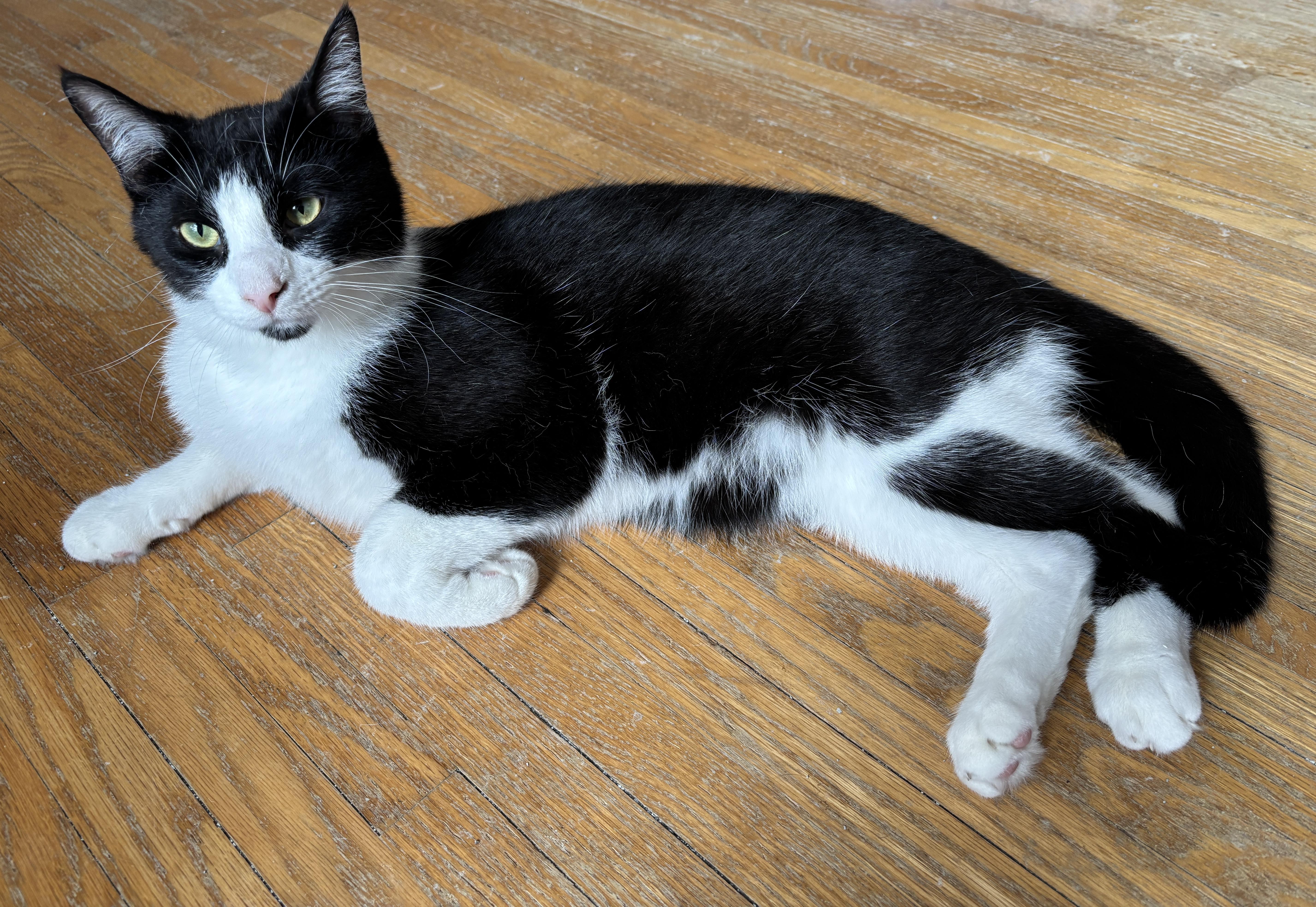 Enlarge ATLAS, a ADOPTABLE Tuxedo in Shakespeare, ON image 4/4