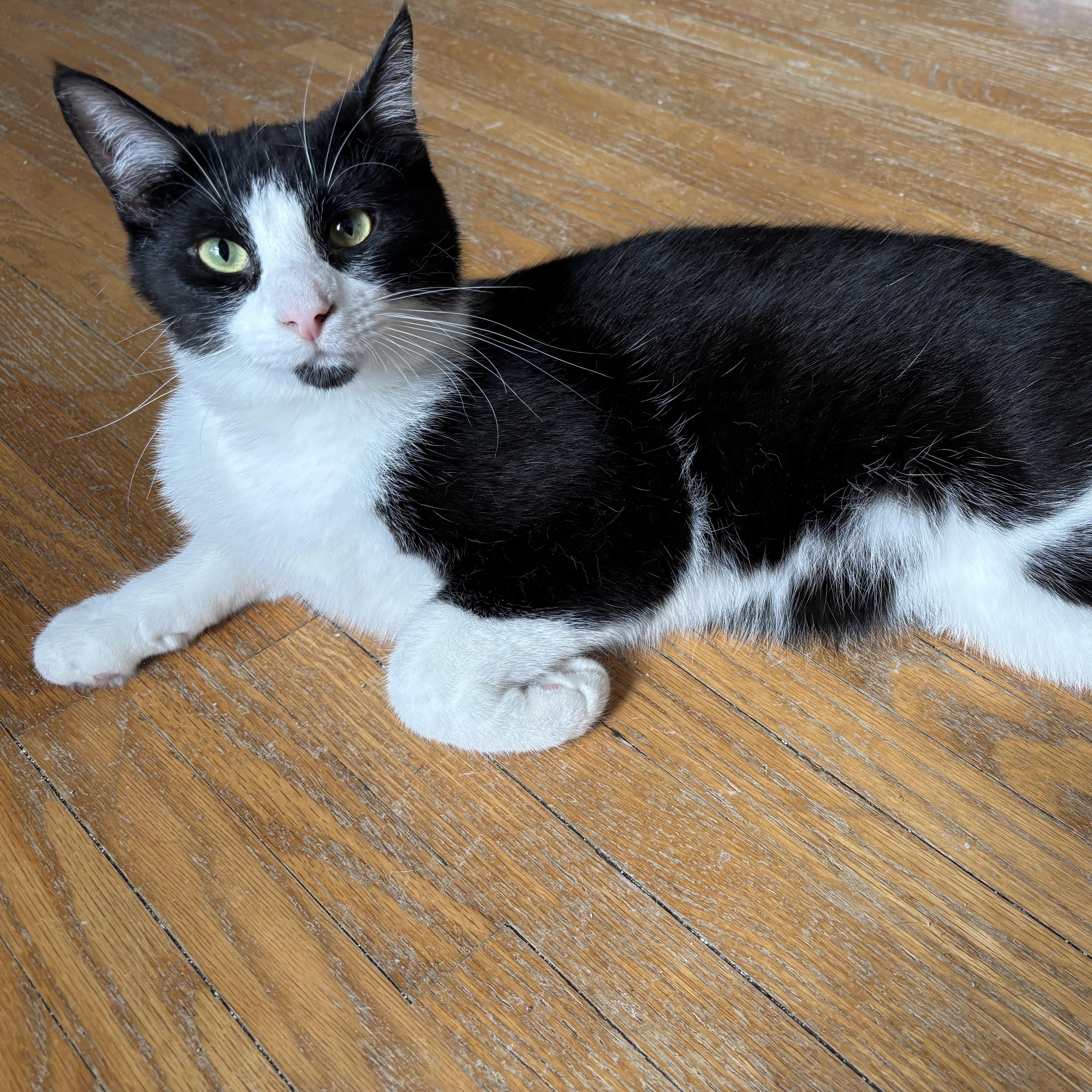 Enlarge ATLAS, a ADOPTABLE Tuxedo in Shakespeare, ON image 1/4