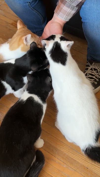 Enlarge ATLAS, a ADOPTABLE Tuxedo in Shakespeare, ON video 2/4
