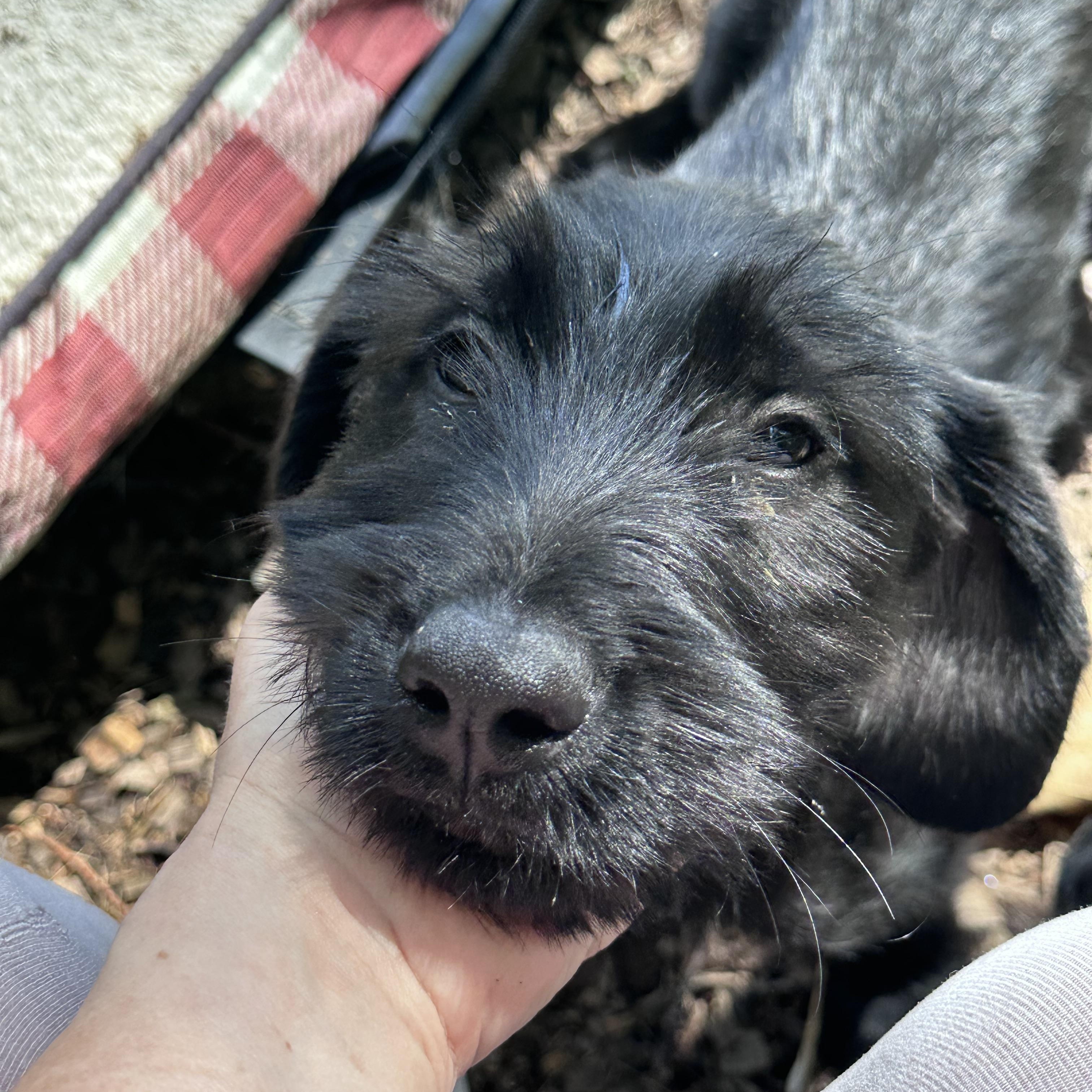Enlarge Silas (Bev-fostered in New England), an adopted mixed breed in Warwick, RI image 6/6
