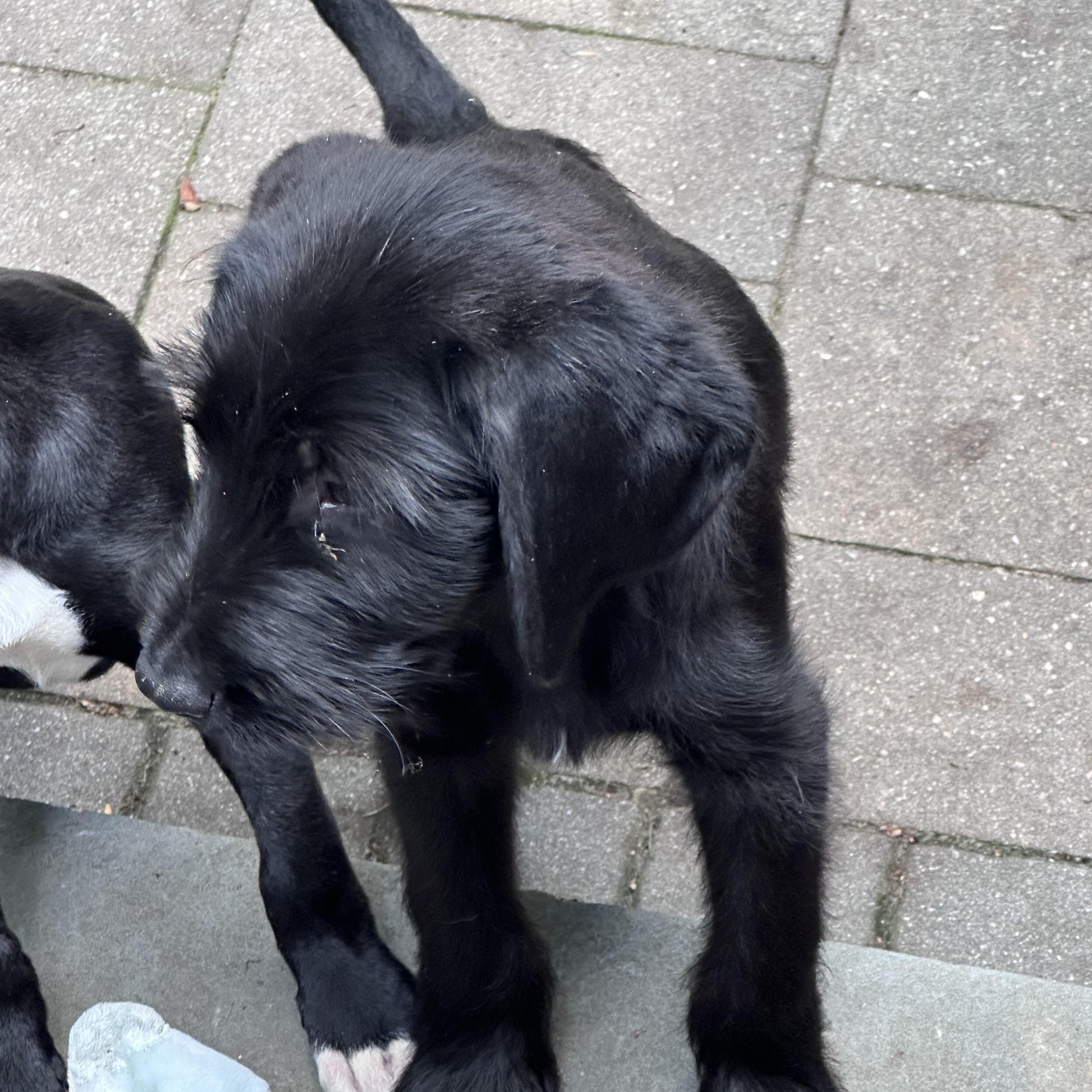 Enlarge Silas (Bev-fostered in New England), an adopted mixed breed in Warwick, RI image 4/6