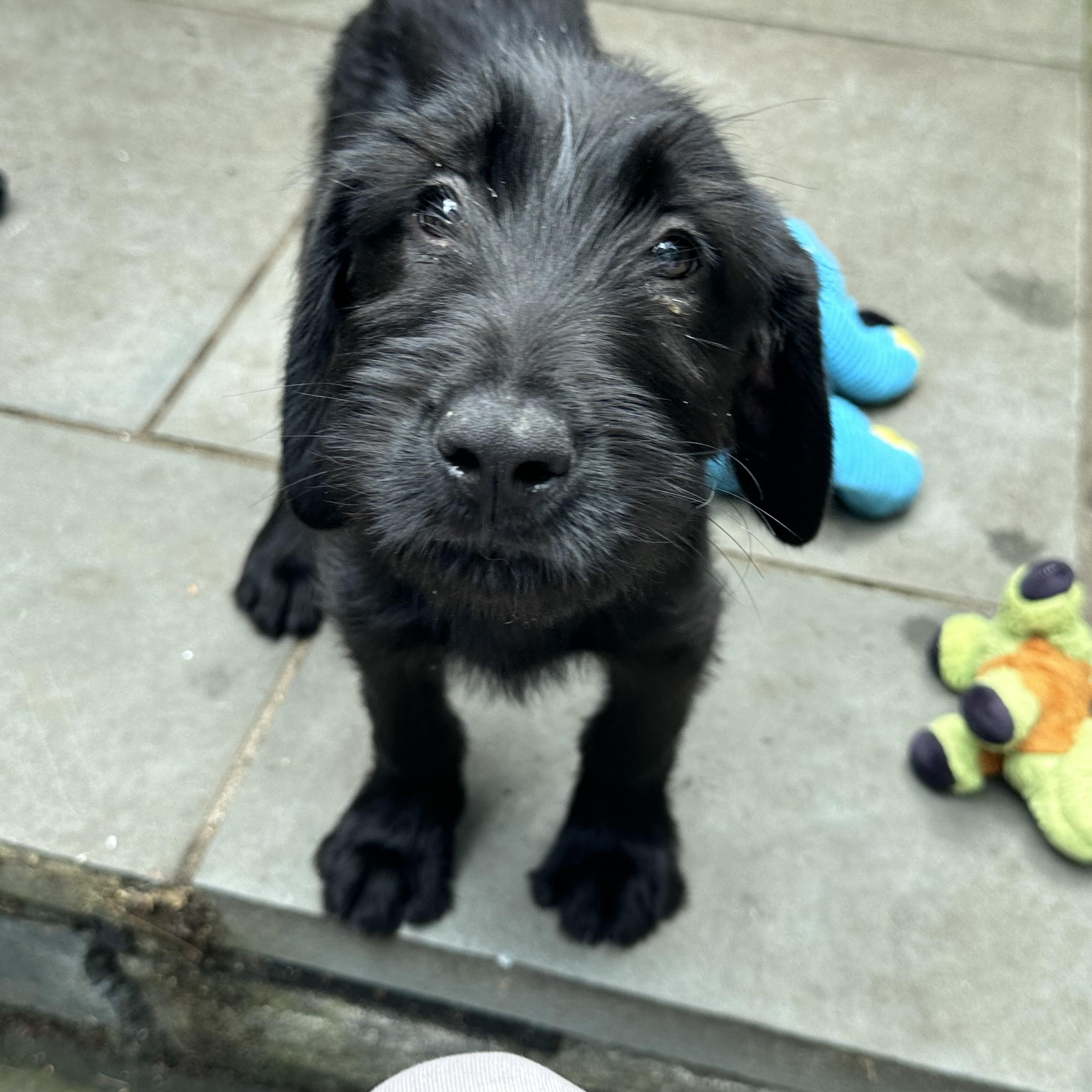 Silas (Bev-fostered in New England), adopted, Puppy Male Labradoodle & Schnauzer.
