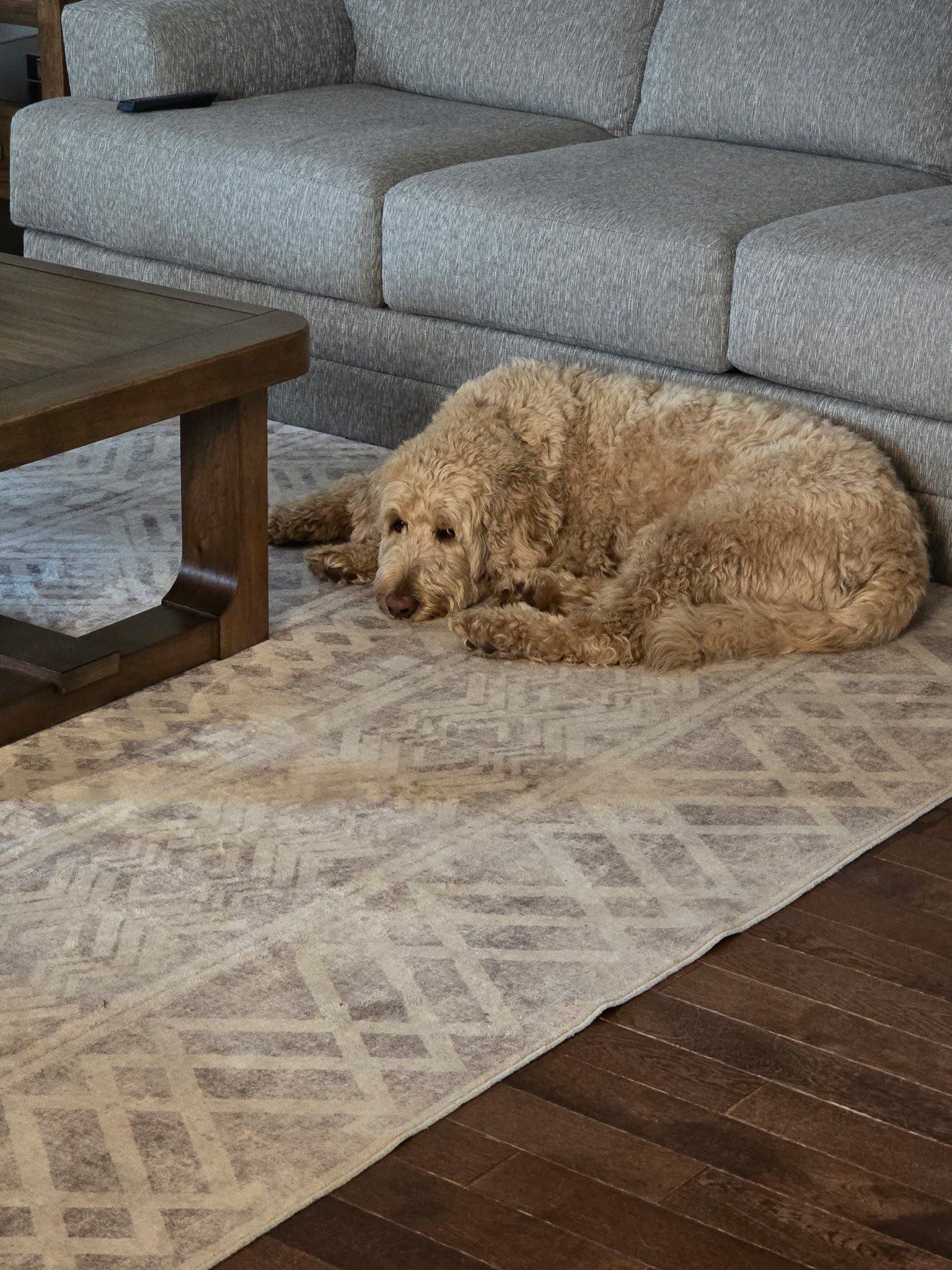 Enlarge Hutch, a ADOPTABLE Goldendoodle in Woodstock, ON image 6/6