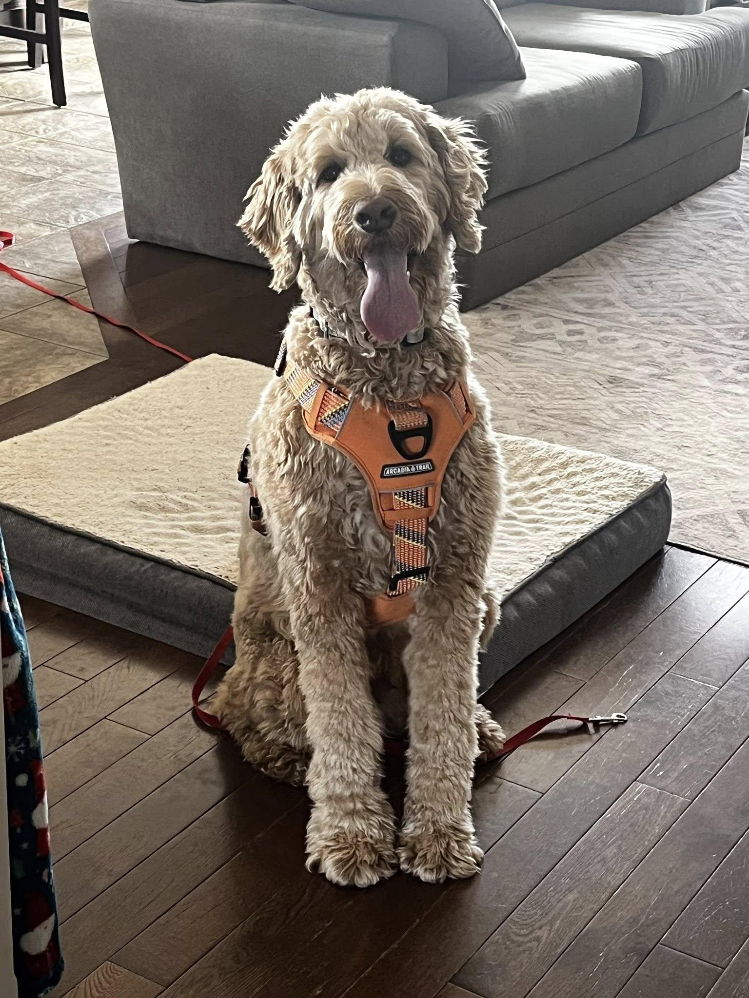 Enlarge Hutch, a ADOPTABLE Goldendoodle in Woodstock, ON image 1/6
