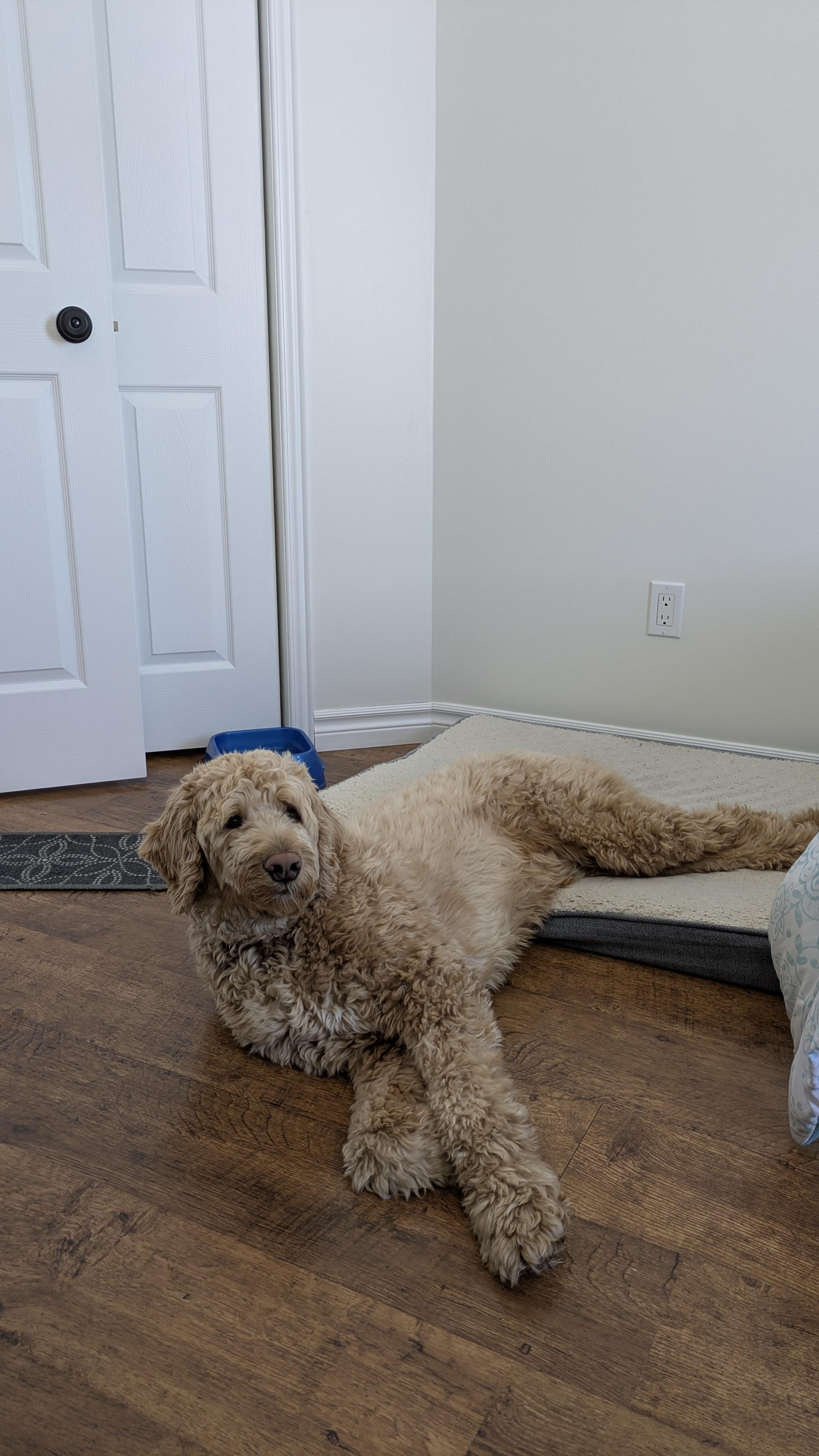 Enlarge Hutch, a ADOPTABLE Goldendoodle in Woodstock, ON image 2/6