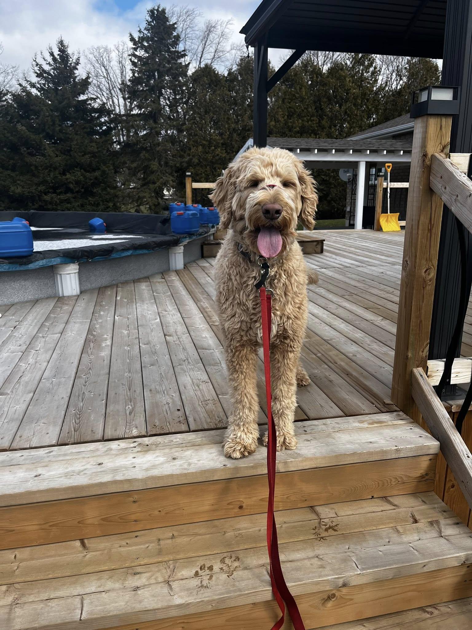 Enlarge Hutch, a ADOPTABLE Goldendoodle in Woodstock, ON image 3/6
