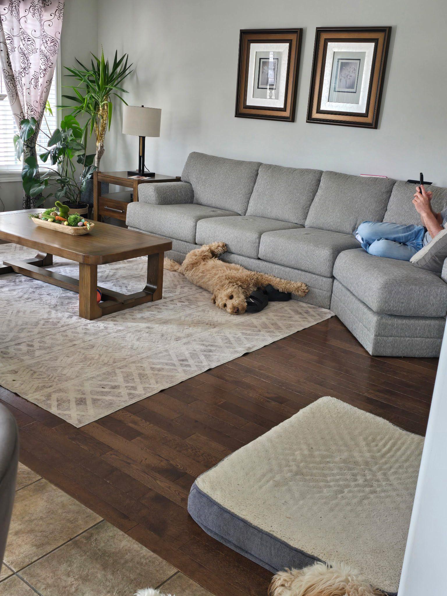 Enlarge Hutch, a ADOPTABLE Goldendoodle in Woodstock, ON image 5/6