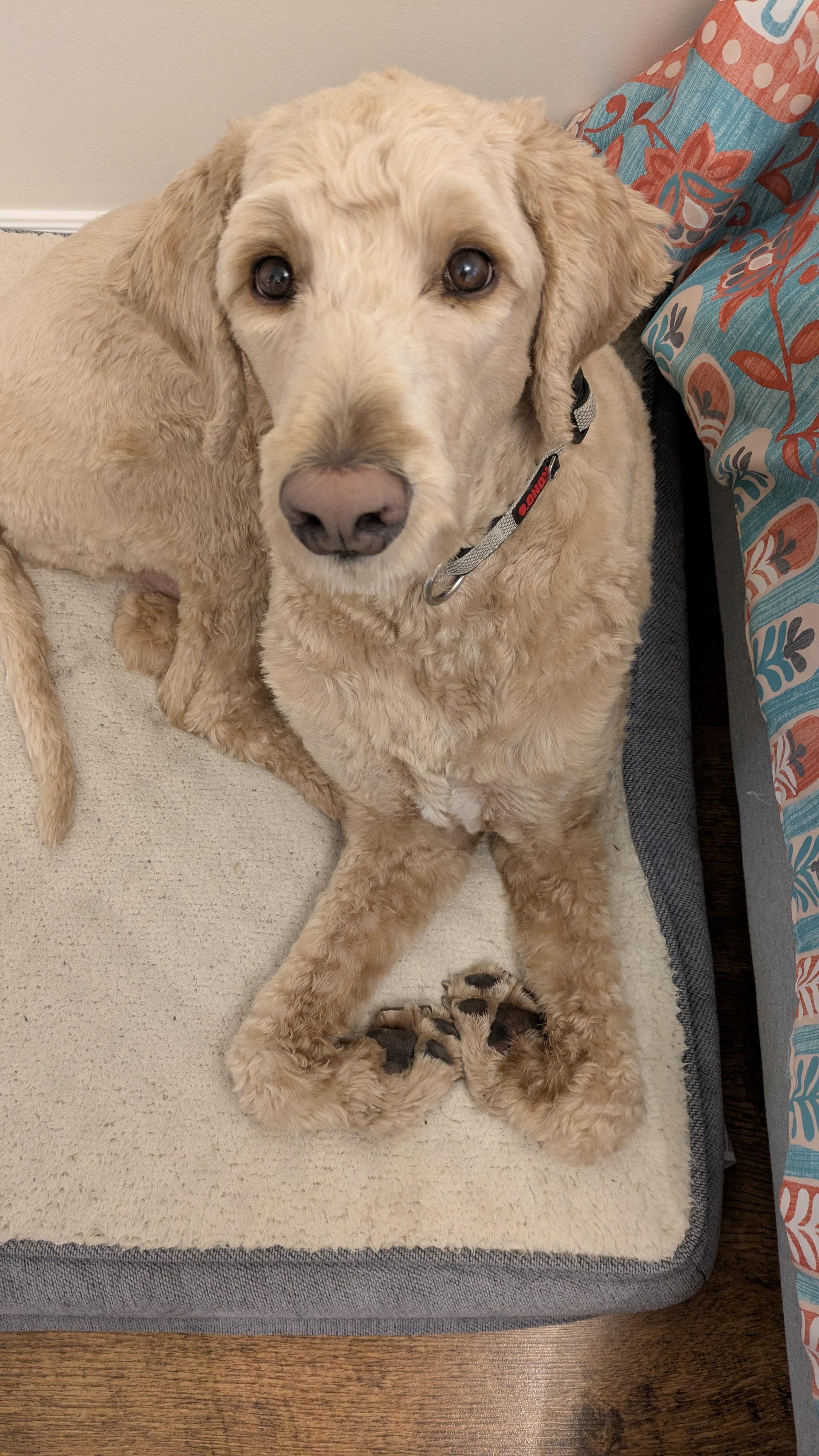 Enlarge Hutch, a ADOPTABLE Goldendoodle in Woodstock, ON image 4/6