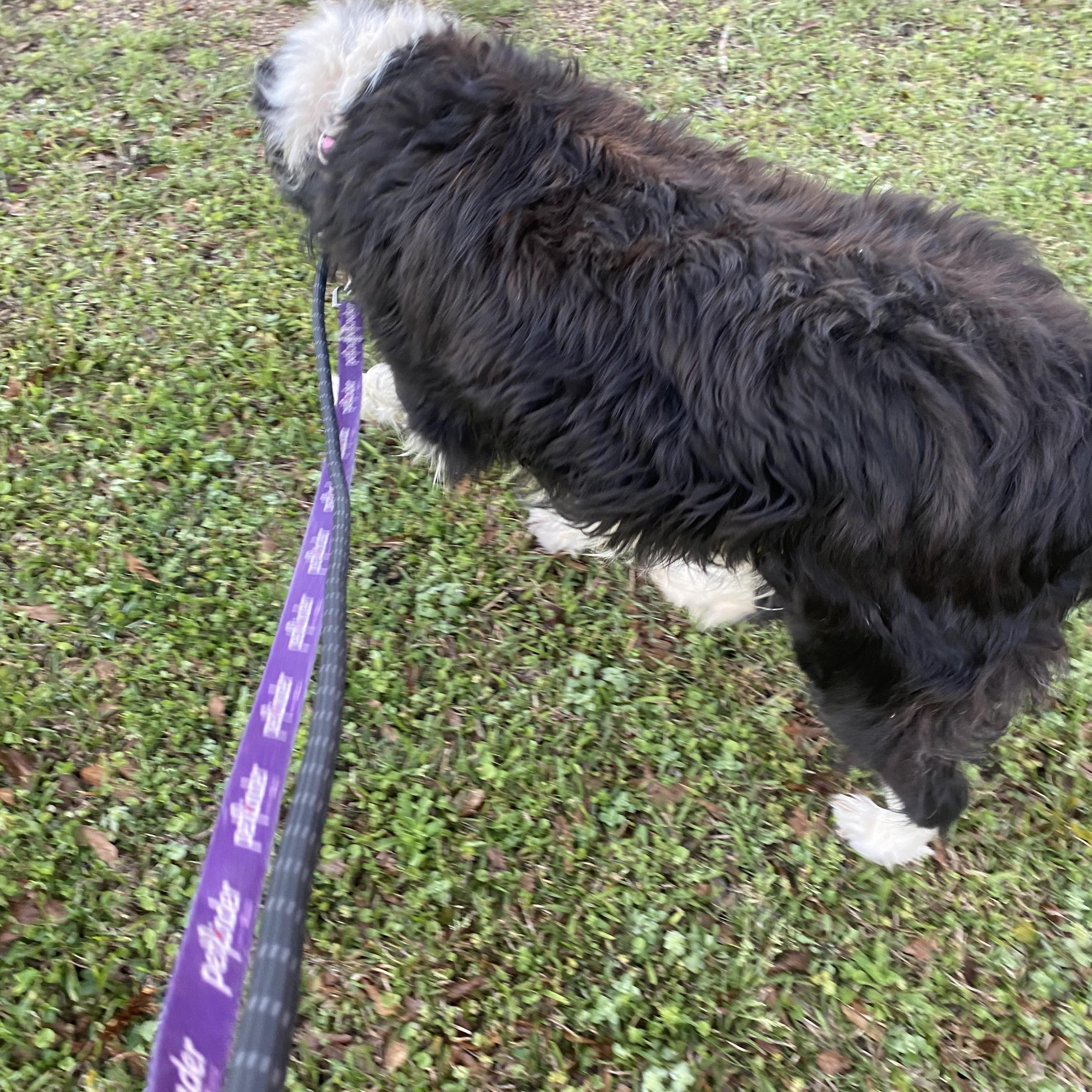 Enlarge Izzy, a ADOPTABLE Australian Shepherd in Burlington, VT image 4/4
