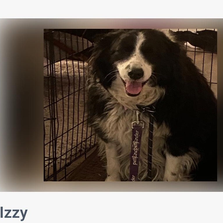 Enlarge Izzy, a ADOPTABLE Australian Shepherd in Burlington, VT image 3/4