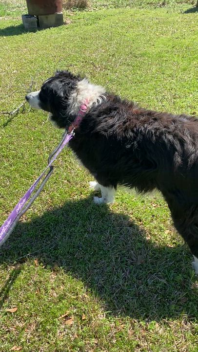 Enlarge Izzy, a ADOPTABLE Australian Shepherd in Burlington, VT video 2/4