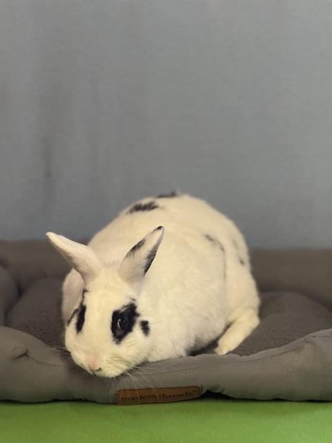 RASPUTIA, Adoptable, Adult Female Bunny Rabbit.