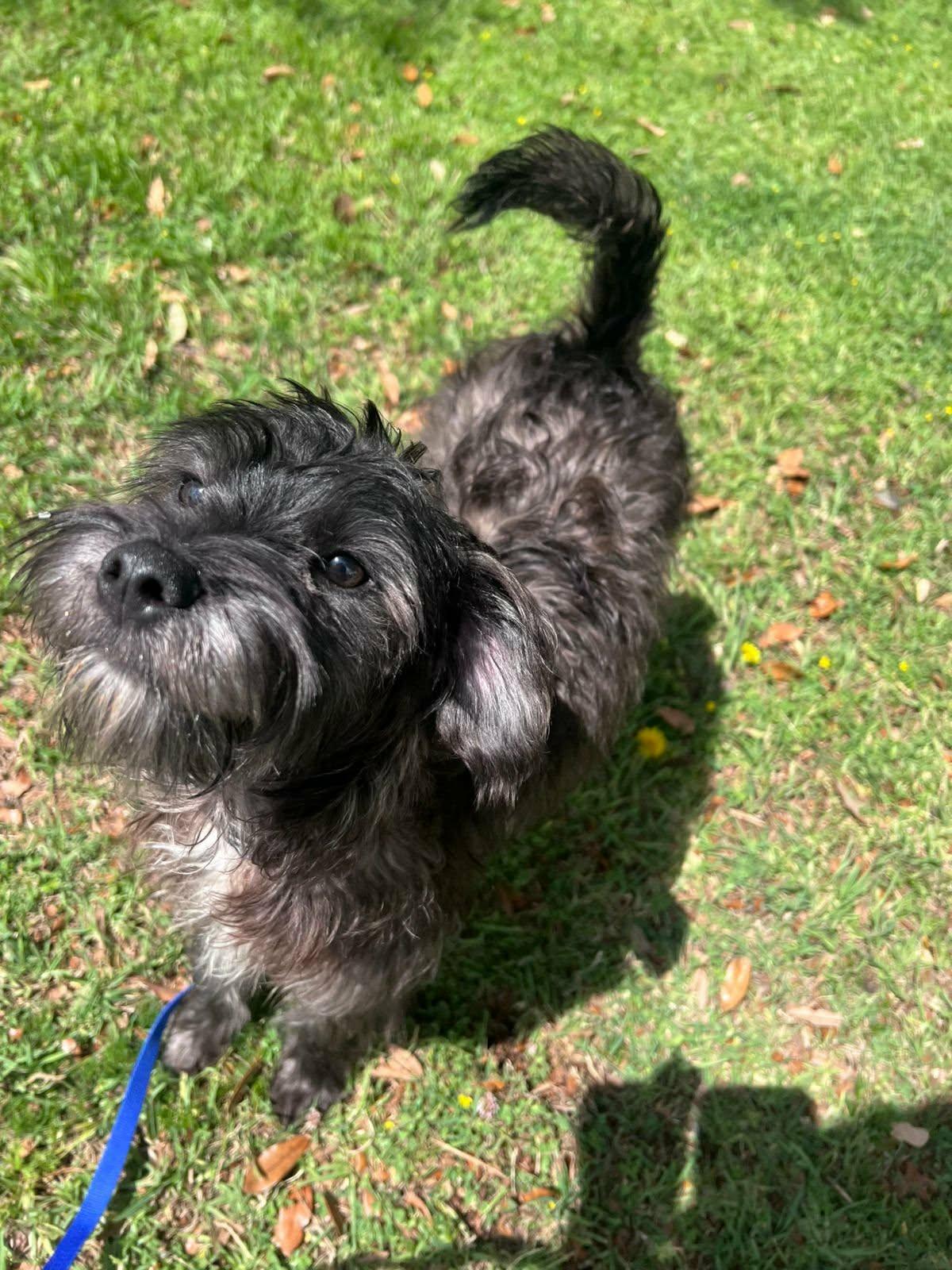 Toti, ADOPTABLE, Puppy Male Schnauzer & Miniature Poodle.