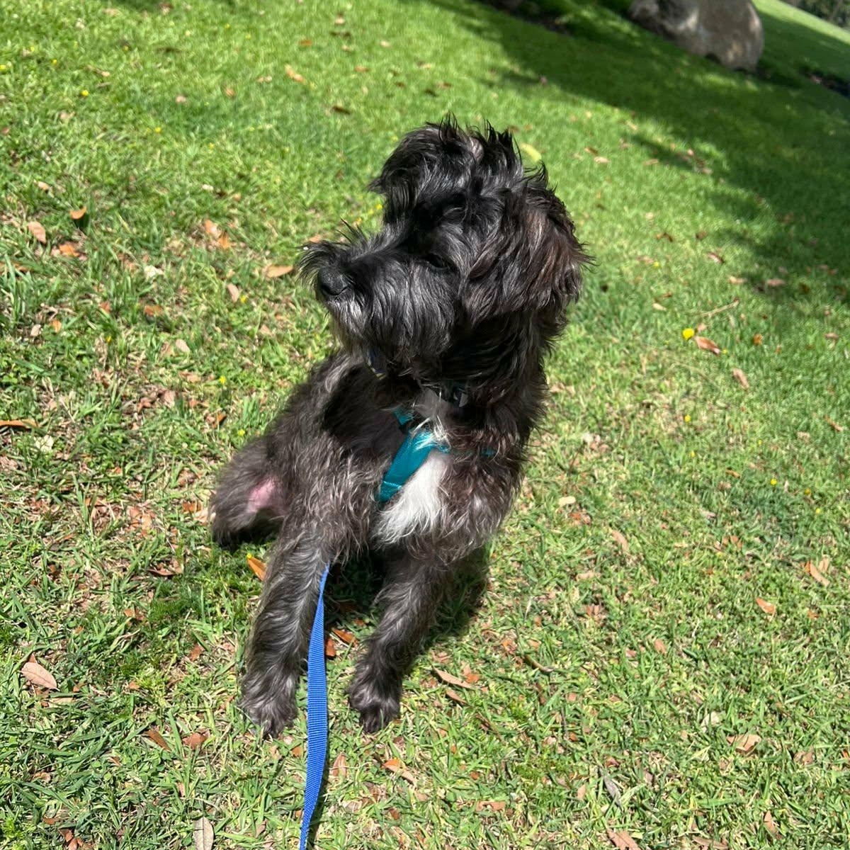 Enlarge Toti, a ADOPTABLE mixed breed in Carlsbad, CA image 2/4
