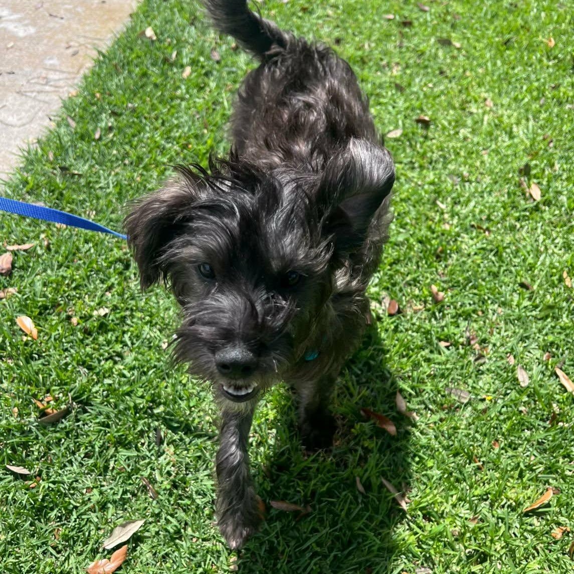 Enlarge Toti, a ADOPTABLE mixed breed in Carlsbad, CA image 4/4