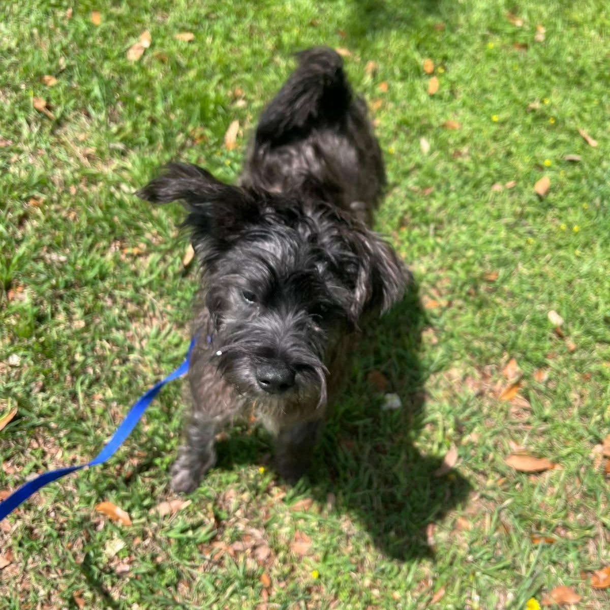 Enlarge Toti, a ADOPTABLE mixed breed in Carlsbad, CA image 3/4
